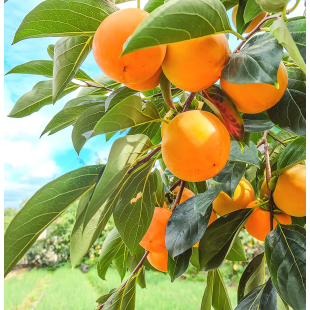 Derma B Fresh Moisture Body Lotion 400ml